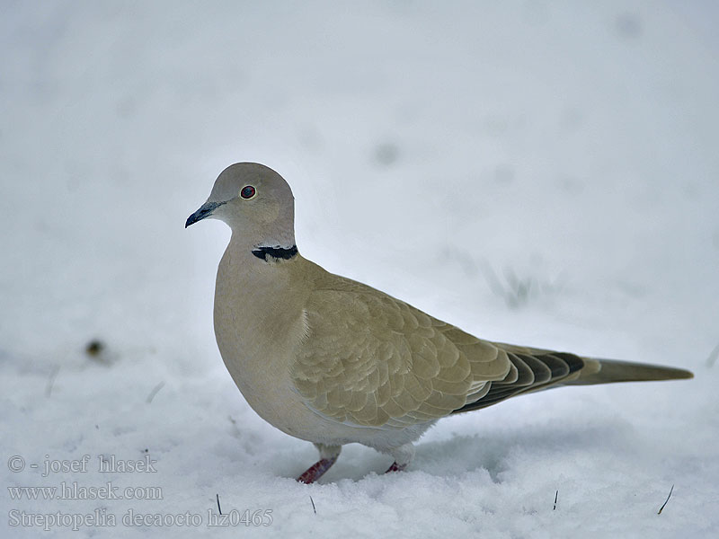 Streptopelia decaocto Tourterelle turque