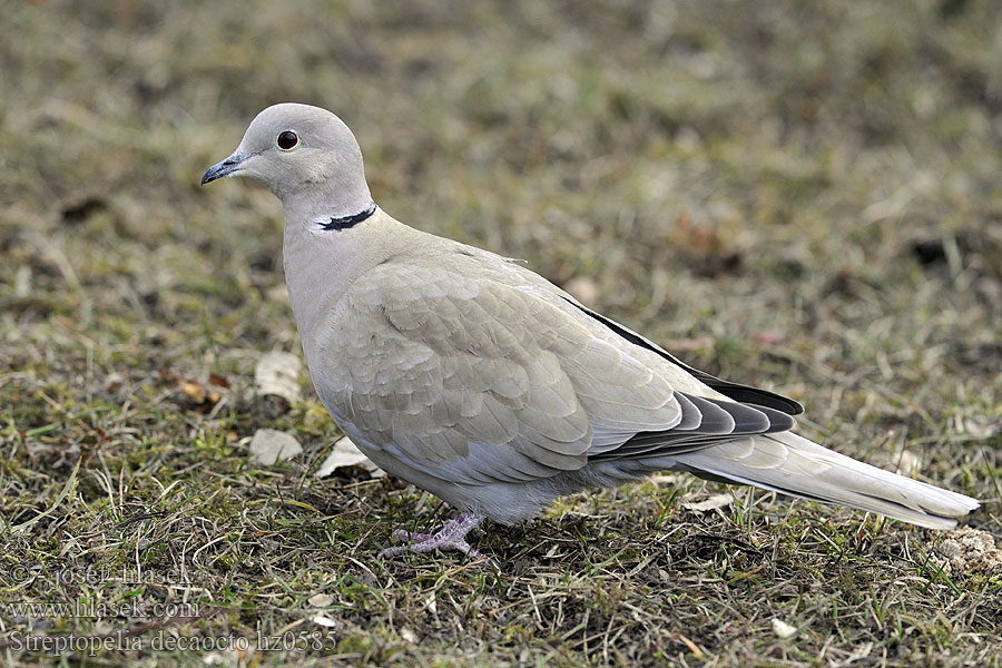 Streptopelia decaocto Hrdlička domácí balkánská