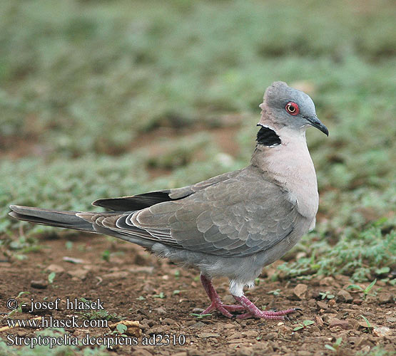 Streptopelia decipiens African mourning Collared dove Guløjet Skoggerdue vaikertajaturturikyyhky Tourterelle pleureuse Treur tortelduif Tortora lamentosa africana Akáciagerle Brillentaube sierpówka okularowa hrdlička šedoocasá Tórtola Engañosa sorgduva Rooioogtortelduif Горлица африканская