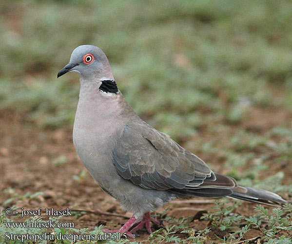 Streptopelia decipiens Tourterelle pleureuse Treur tortelduif Tortora lamentosa africana Akáciagerle Brillentaube sierpówka okularowa hrdlička šedoocasá Tórtola Engañosa sorgduva Rooioogtortelduif Горлица африканская