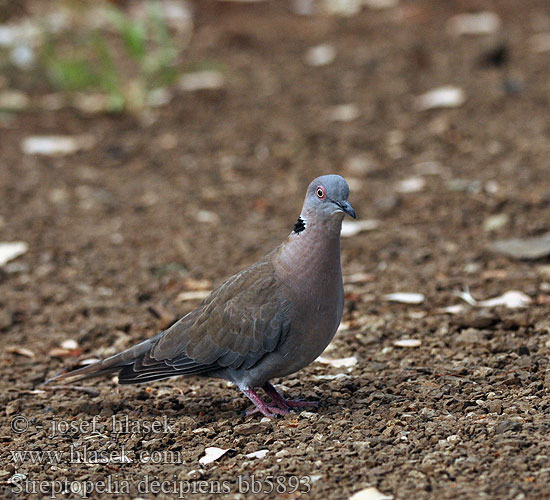 Streptopelia decipiens African mourning Collared dove Guløjet Skoggerdue Vaikertajaturturikyyhky Tourterelle pleureuse Treur tortelduif Tortora lamentosa africana Akáciagerle Brillentaube Sierpówka okularowa Hrdlička šedoocasá Tórtola Engañosa Sorgduva Rooioogtortelduif Горлица африканская 