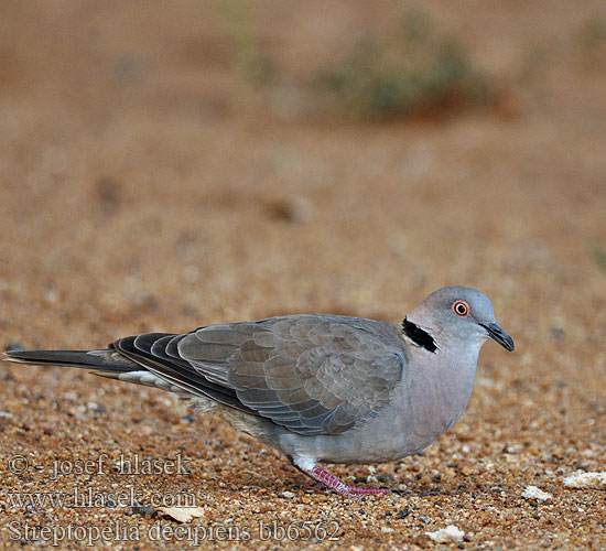 Streptopelia decipiens bb6562