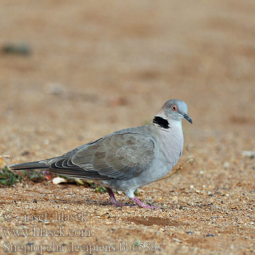 Hrdlička šedoocasá Tórtola Engañosa Sorgduva Rooioogtortelduif Горлица африканская Streptopelia decipiens African mourning Collared dove Guløjet Skoggerdue Vaikertajaturturikyyhky Tourterelle pleureuse Treur tortelduif Tortora lamentosa africana Akáciagerle Brillentaube Sierpówka okularowa