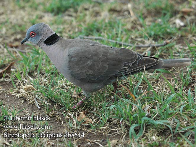 Streptopelia decipiens Tortora lamentosa africana Akáciagerle Brillentaube sierpówka okularowa hrdlička šedoocasá Tórtola Engañosa sorgduva Rooioogtortelduif Горлица африканская