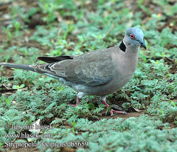 Streptopelia decipiens sierpówka okularowa hrdlička šedoocasá Tórtola Engañosa sorgduva Rooioogtortelduif Горлица африканская