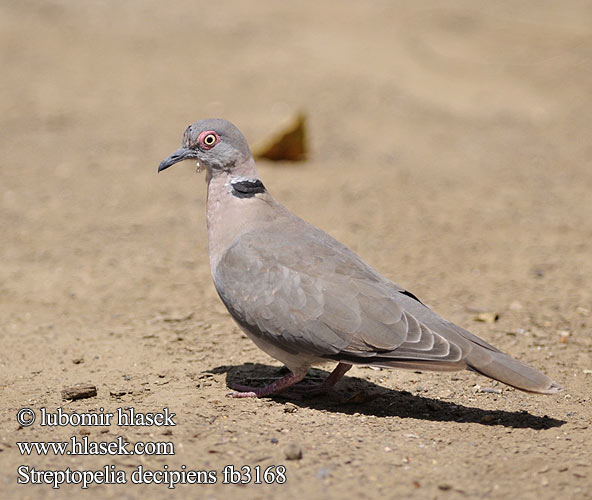 Rooioogtortelduif Горлица африканская Streptopelia decipiens African mourning Collared dove Guløjet Skoggerdue Vaikertajaturturikyyhky Tourterelle pleureuse Treur tortelduif Tortora lamentosa africana Akáciagerle Brillentaube Sierpówka okularowa Hrdlička šedoocasá Tórtola Engañosa Sorgduva