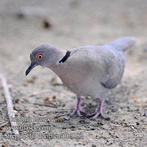 African mourning Collared dove Guløjet Skoggerdue Vaikertajaturturikyyhky Tourterelle pleureuse Treur tortelduif Tortora lamentosa africana Akáciagerle Brillentaube Sierpówka okularowa Hrdlička šedoocasá Tórtola Engañosa Sorgduva Rooioogtortelduif Горлица африканская Streptopelia decipiens