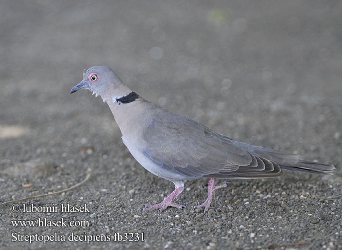 Streptopelia decipiens fb3231