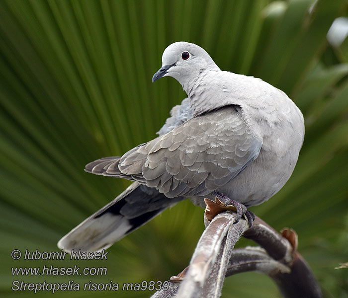 Hauslachtaube Skoggerdue African Collared-Dove Tórtola collar