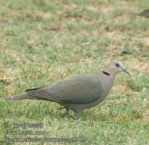 Streptopelia semitorquata Redeyed Dove Rødøjet Skoggerdue savanniturturikyyhky Tourterelle collier Roodoogtortel Tortora dagli Occhi Rossi Pirosszemű gerle Halbmondtaube synogarlica żółtolica hrdlička červenooká Tórtola Ojirroja Rödögd duva ringnackad duva Grootringduif Горлица красноглазая