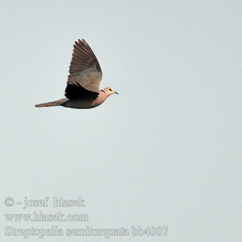 Streptopelia semitorquata bb4007