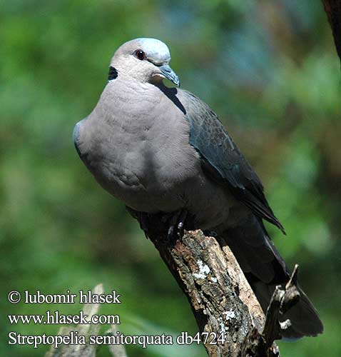 Streptopelia semitorquata Grootringduif Горлица красноглазая Redeyed Dove Rødøjet Skoggerdue savanniturturikyyhky Tourterelle collier Roodoogtortel Tortora dagli Occhi Rossi Pirosszemű gerle Halbmondtaube synogarlica żółtolica hrdlička červenooká Tórtola Ojirroja Rödögd duva ringnackad