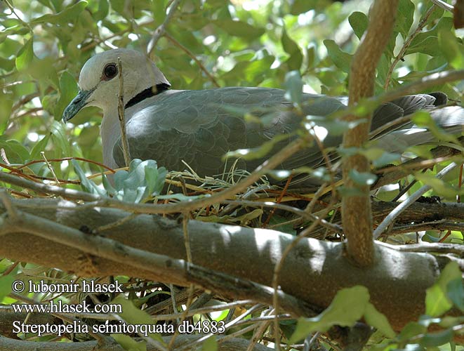 Streptopelia semitorquata db4883