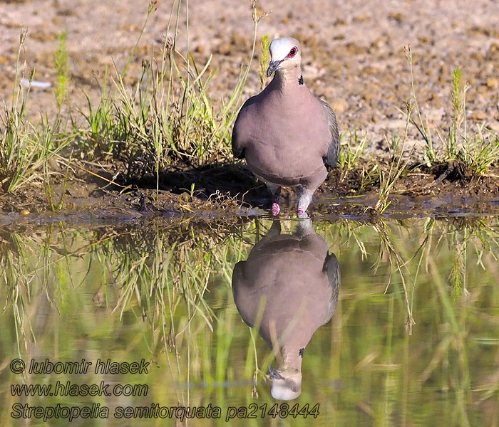 Streptopelia semitorquata