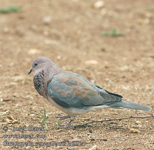 Streptopelia senegalensis ac9923