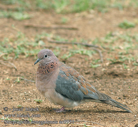 Streptopelia senegalensis Palmukyyhky tourterelle maillée Palmtortel Tortora delle palme Pálmagerle Senegaltaube synogarlica senegalska hrdlička senegalská Tórtola Senegalesa Palmduva Rooiborsduifie Lephoi Tsokwane 棕斑鸠 Малая горлица ワライバト الدبسي Φοινικοπερίστερο Rola do Senegal Rooiborsduifie Küçük Kumru צוצלת Tavuttu pura