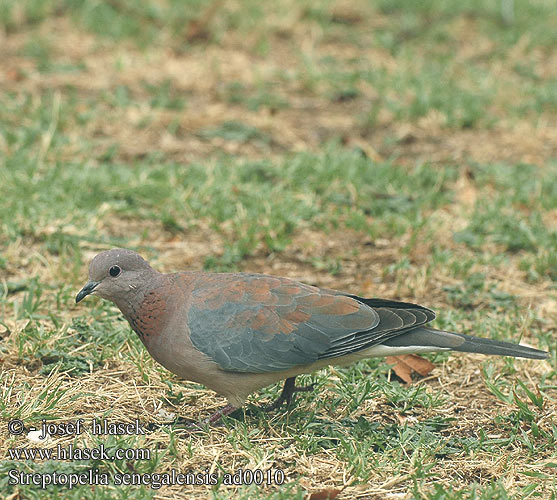 Streptopelia senegalensis ad0010