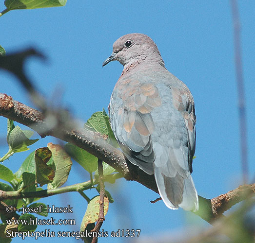 Streptopelia senegalensis ad1337