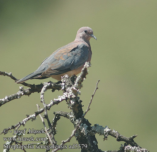 Streptopelia senegalensis ad5579