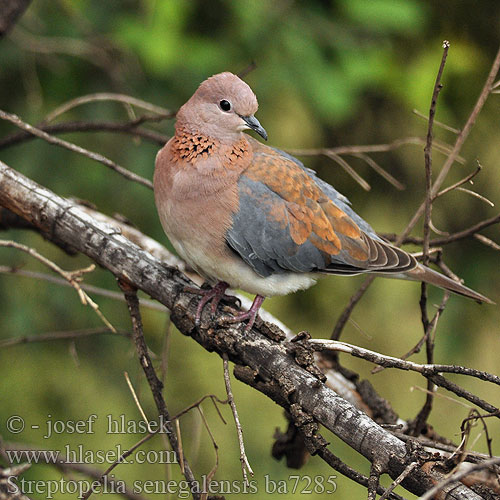 Laughing Dove Palmedue Senegaldue Palmukyyhky tourterelle maillée Palmtortel Tortora delle palme Pálmagerle Senegaltaube synogarlica senegalska hrdlička senegalská Tórtola Senegalesa Palmduva Rooiborsduifie Lephoi Tsokwane Streptopelia senegalensis Küçük Kumru צוצלת Tavuttu pura