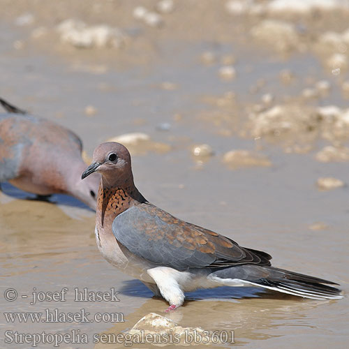 Streptopelia senegalensis bb3601