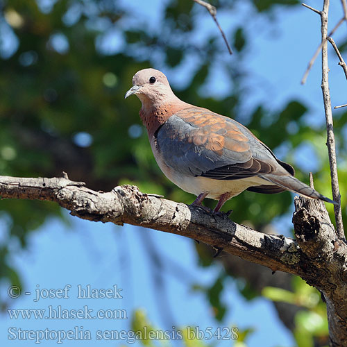 Streptopelia senegalensis bb5428