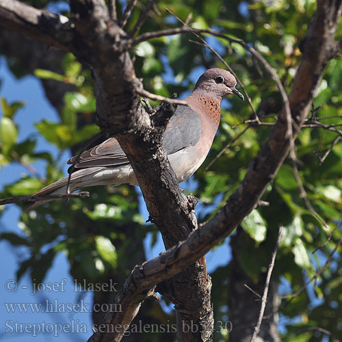 Streptopelia senegalensis bb5430