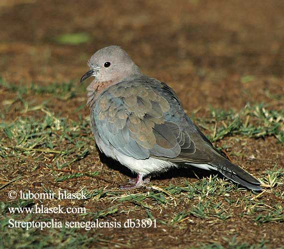 Streptopelia senegalensis 棕斑鸠 Малая горлица ワライバト الدبسي Φοινικοπερίστερο Rola do Senegal Rooiborsduifie Küçük Kumru צוצלת Tavuttu pura Laughing Dove Palmedue Senegaldue Palmukyyhky tourterelle maillée Palmtortel Tortora delle palme Pálmagerle Senegaltaube synogarlica senegalska hrdlička senegalská Tórtola Senegalesa Palmduva Rooiborsduifie Lephoi Tsokwane