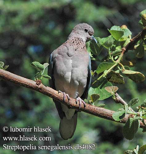 Streptopelia senegalensis db4082