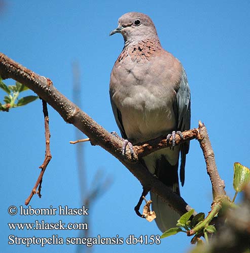 Streptopelia senegalensis Küçük Kumru צוצלת Tavuttu pura Laughing Dove Palmedue Senegaldue Palmukyyhky tourterelle maillée Palmtortel Tortora delle palme Pálmagerle Senegaltaube synogarlica senegalska hrdlička senegalská Tórtola Senegalesa Palmduva Rooiborsduifie Lephoi Tsokwane