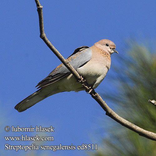 Streptopelia senegalensis ed8511