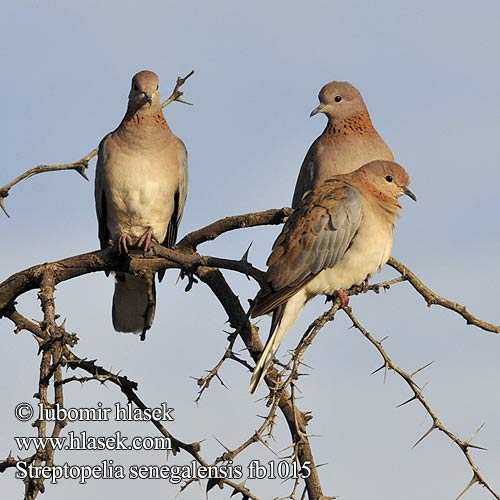 Streptopelia senegalensis fb1015