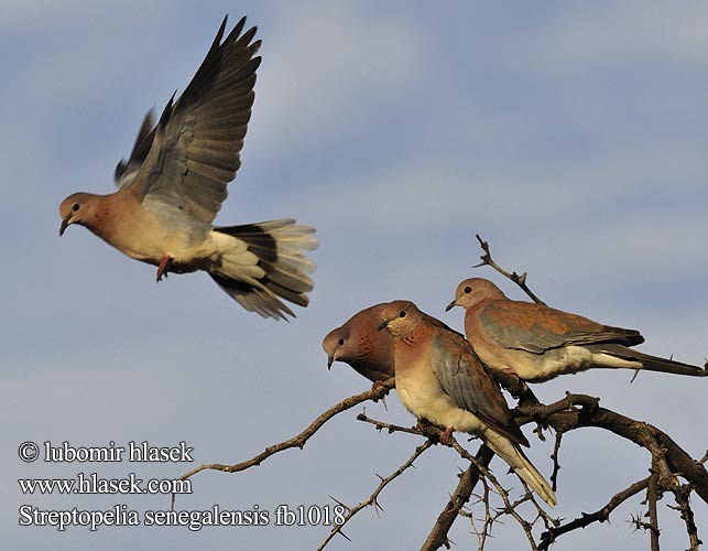 Streptopelia senegalensis fb1018