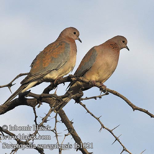 Streptopelia senegalensis fb1021