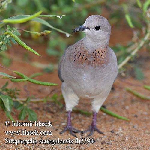 Streptopelia senegalensis fb2394