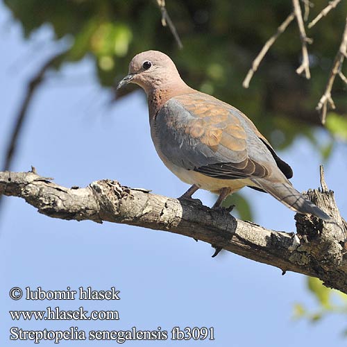 Streptopelia senegalensis fb3091