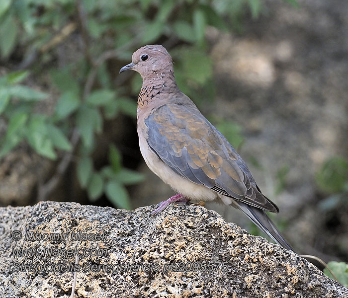 Streptopelia senegalensis