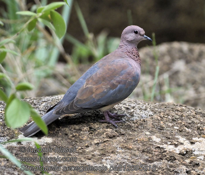 Streptopelia senegalensis