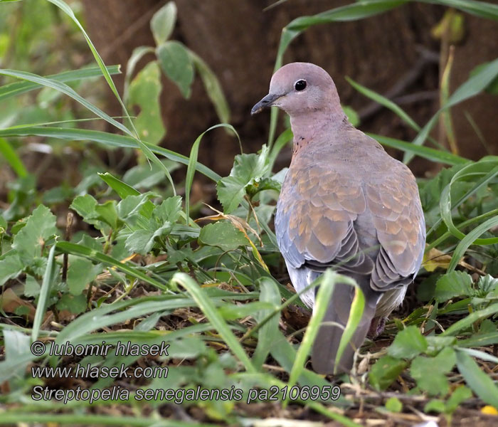 Streptopelia senegalensis