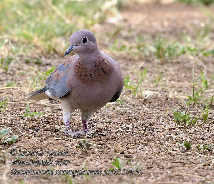 Streptopelia senegalensis