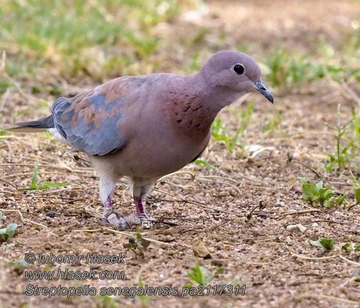 Streptopelia senegalensis