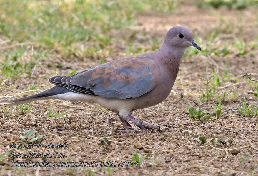 Streptopelia senegalensis