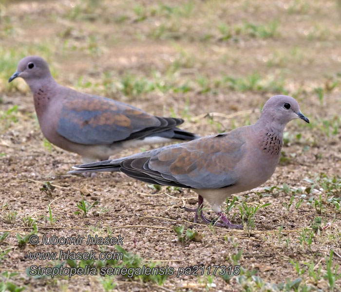 Streptopelia senegalensis