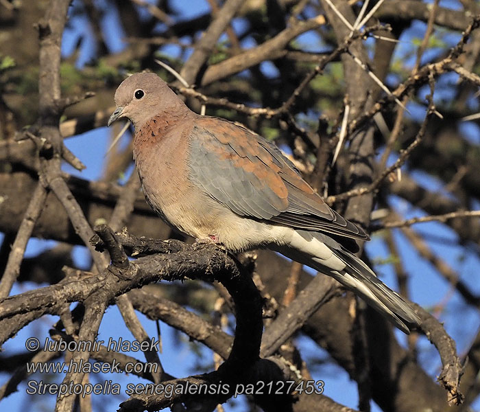 Streptopelia senegalensis