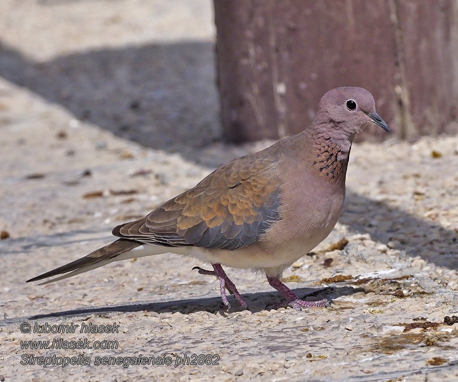 Streptopelia senegalensis