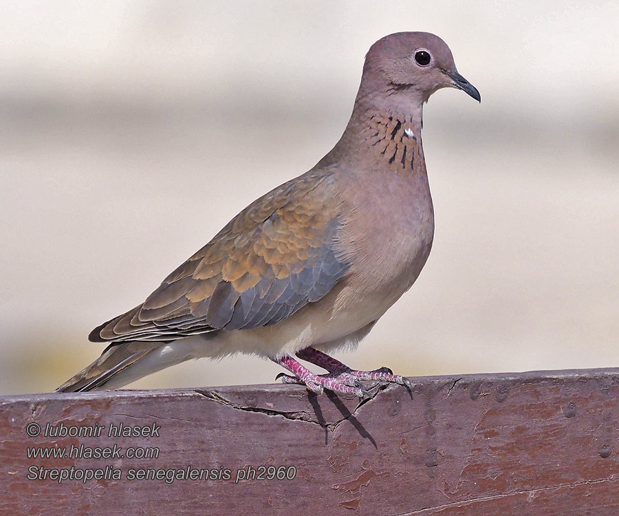 Streptopelia senegalensis 