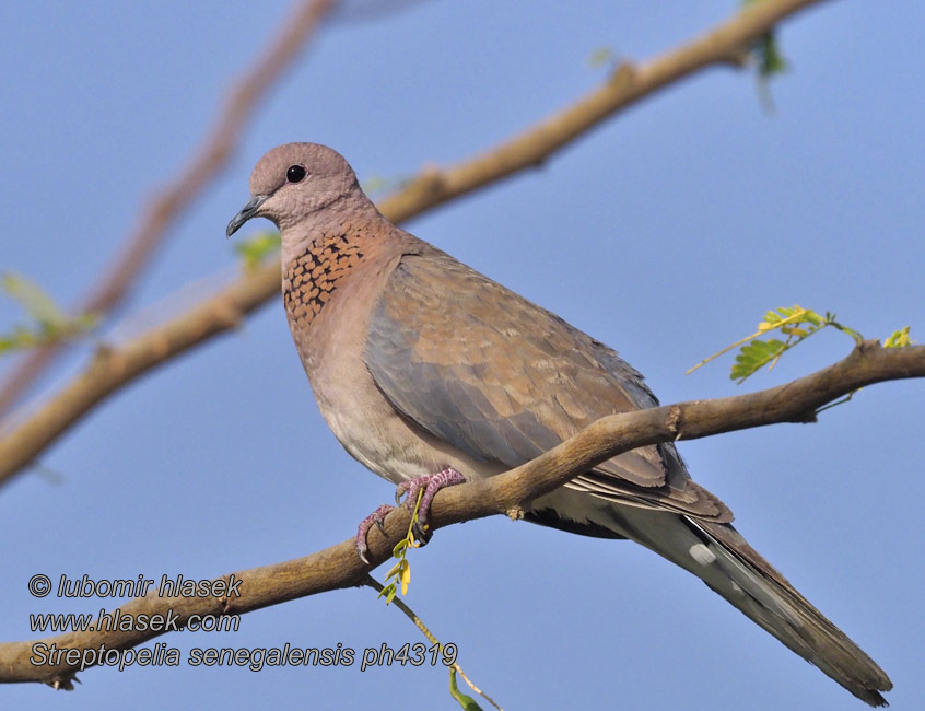 Streptopelia senegalensis