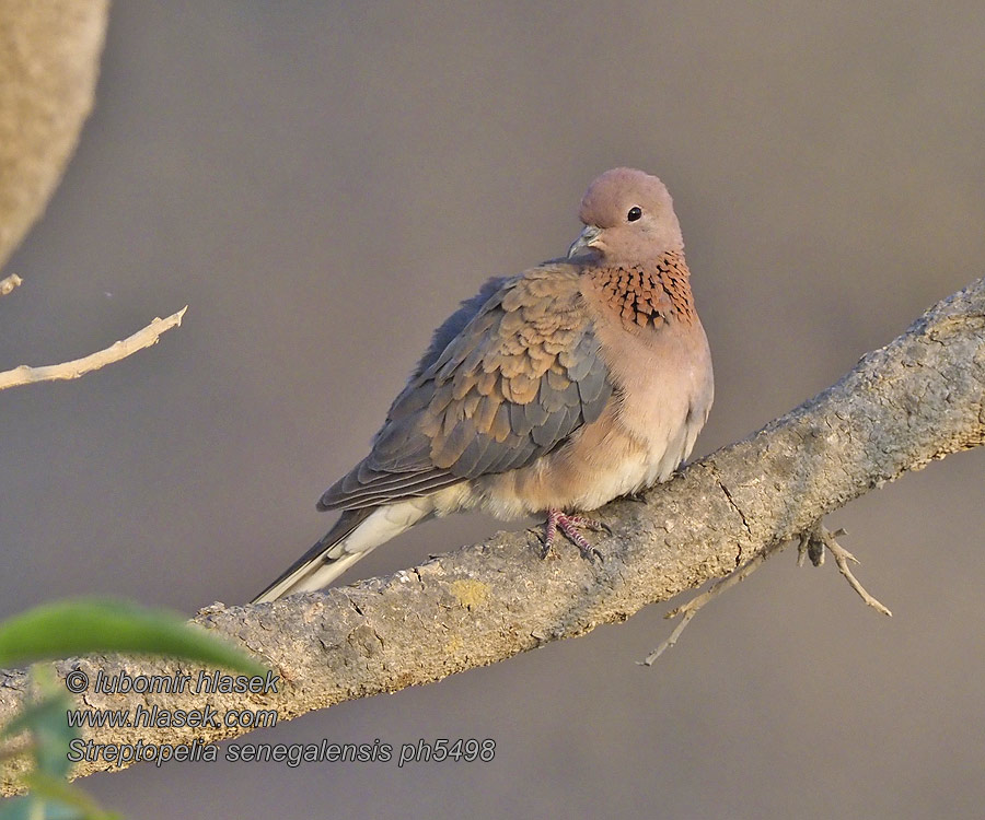 Streptopelia senegalensis