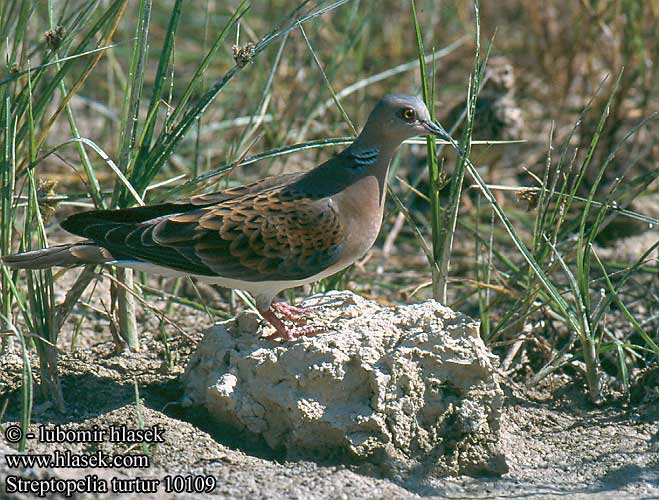 Streptopelia turtur Turtle Dove Turteltaube Tourterelle bois