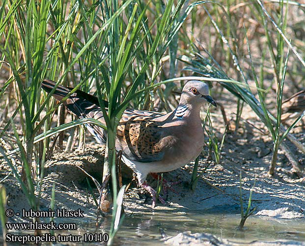 Streptopelia turtur Tourterelle bois Tórtola Común